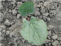 da6c9566-Picture 019.jpg